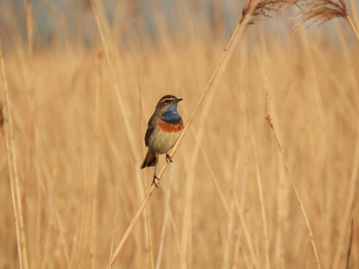 Gastenverblijf De Natureluur Noorden Eksteriør bilde